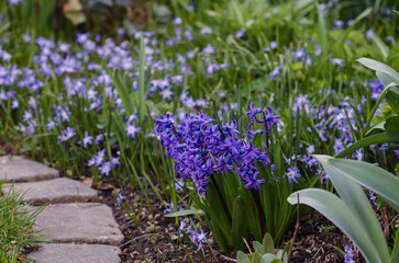 Hyazinthen im Hobbygarten
