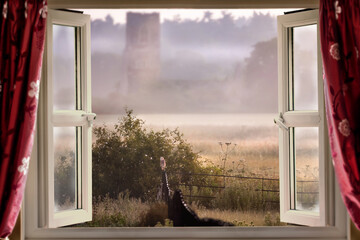 Window open misty morning with barn owl - 703932218