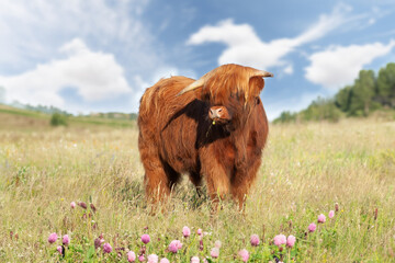 Cute highland cow with buttercup in mouth