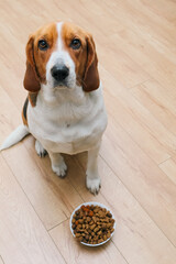Dog Waiting For Feeding. A beagle dog sitting near a bowl of food.