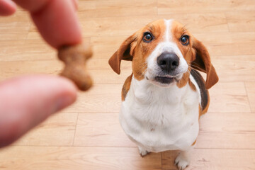 The cute dog receives tasty food as a reward for completing the command. Dog gets a treat as a reward