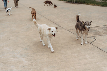 Dogs on a walk. People walk with their dogs.