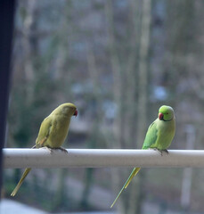 Two green rose-ringed parakeets, a female and a male, psittacula krameri, sitting on a white balcony railing, looking at each other.  Closeup shot. 