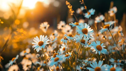 Foto op Plexiglas 牧歌的なデイジーの花GenerativeAI © enopi