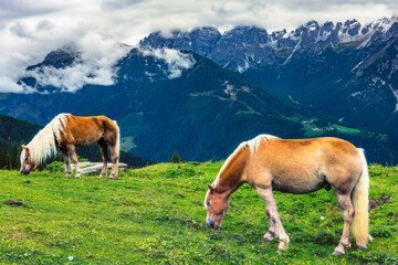 Grazing horses in alpine landscape