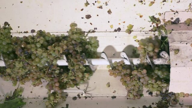 Grape destemming, a key step in wine production, enhancing sensory quality