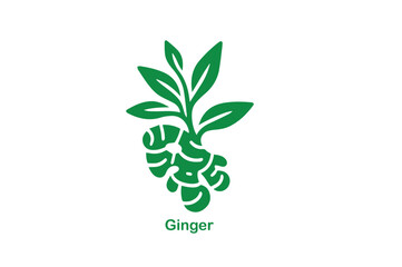 Ginger Root Vector Illustration Icon