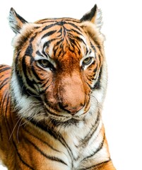 Close-up of a tiger's face on a white background. A close-up of the tiger's gaze.