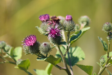 Closeup of woolly burdock flowers with green blurred background