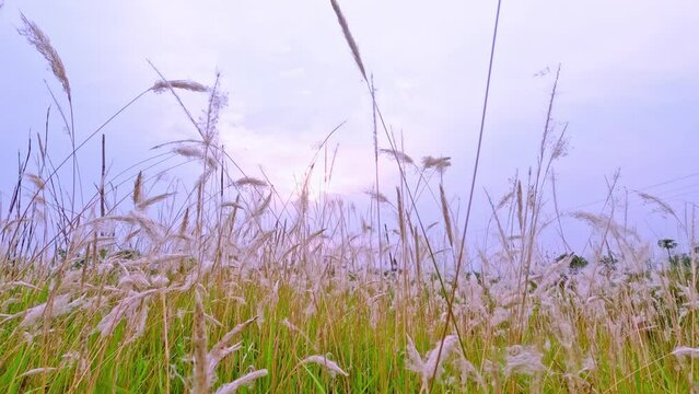 Kashful | White Flower | Saccharum spontaneum | Kash Phool | Beauty of Autumn