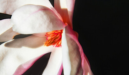 Blühende Magnolien im Frühjahr  schwarze Hintergrund   © Nina