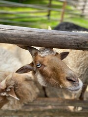 portrait of a goat in the woods