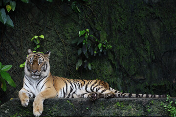 Close up Indochinese tiger is beautiful animal and dangerous