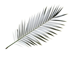 a green palm tree branch against a white backdrop is featured