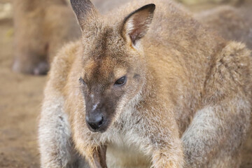 Close up The kangaroo is stay in garden