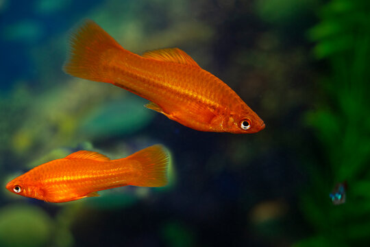 Aquarium swordtail fish swims in a home aquarium. The two fish of the female are red. Xiphophorus-Latin name.