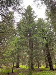 Obraz premium trees in the forest