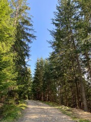 path in the forest