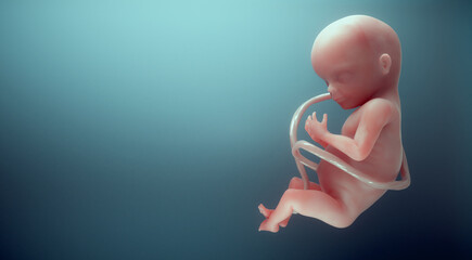 Human fetus. Unborn life, connection, future and vitality concept.
