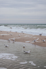 seagulls on the sandy shore of a stormy sea in cloudy weather