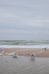 seagulls on the sandy shore of a stormy sea in cloudy weather