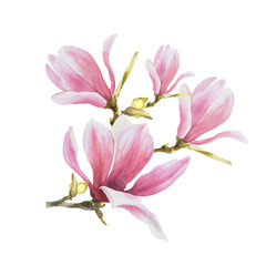 Magnolia pink flower leave bud bough. Watercolor hand drawn Illustration isolated on white background. floral clipart of greetings invitations, anniversaries, wedding, birthdays cards and stickers