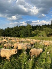 Sheeps in Tatra Mountains © Natalia