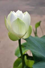 lotus flower in the garden