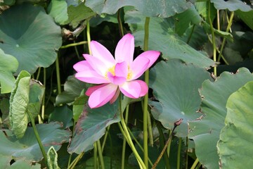 pink lotus flower in a garden 