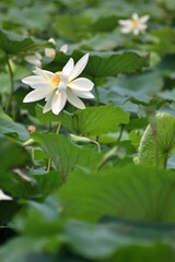 white lotus flower