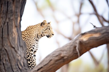 leopard perched high, surveying its territory