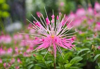 Obraz premium pink spider flower blooming in the garden.AI generated
