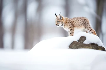 Deurstickers lynx perched on snow-covered boulder © studioworkstock