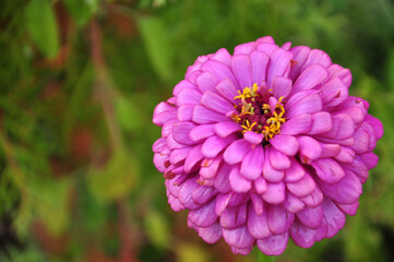 Bright pink flower on a green background. Picture with space for text.