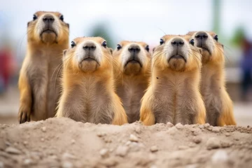 Foto op Plexiglas row of prairie dogs on alert with heads raised © studioworkstock