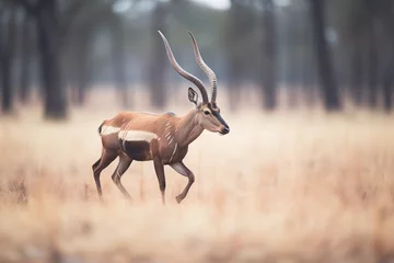 Fototapeten roan antelope running through savannah © studioworkstock