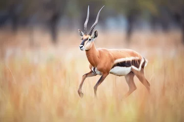 Abwaschbare Fototapete roan antelope running through savannah © studioworkstock
