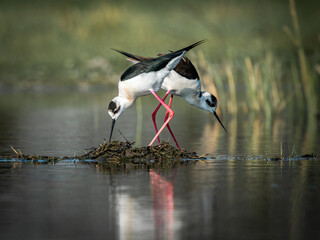 Stelzenläufer beim Nestbau