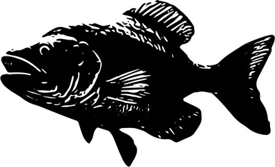 fish on a white background