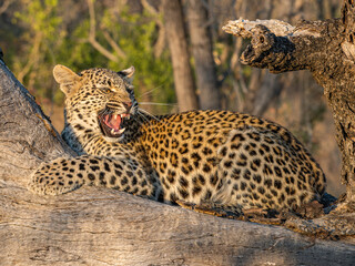 Leopard auf Ast in Südafrika