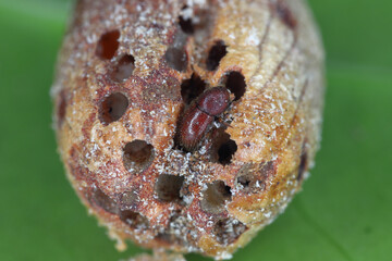Palm seed borer (Coccotrypes dactyliperda). It is a bark beetle that destroys the seeds of date...