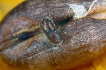 Palm seed borer (Coccotrypes dactyliperda). It is a bark beetle that destroys the seeds of date palm and other palms.