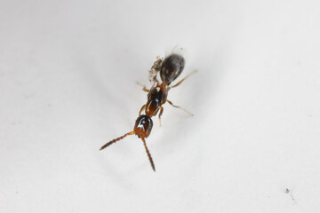 Parasitoid wasp from genus Laelius, Bethylidae family found in the seeds of a palm tree infested by the Palm seed borer (Coccotrypes dactyliperda).