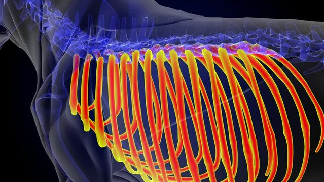 Lion skeleton rib cage anatomy for medical concept 3D rendering
