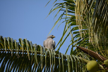halcón peregrino en palmera