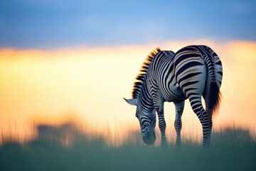 silhouette of grazing zebra at twilight