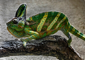 Veiled chameleon or yemen helmeted chameleon. Latin name - Chamaeleo calyptratus © Mikhail Blajenov
