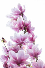 magnolia soulangeana sky pyramid