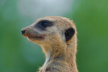 Fototapeta premium Close up of Cute little meerkat head, Beauval