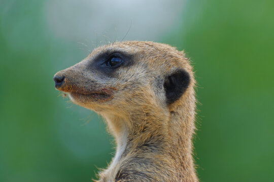 Close up of Cute little meerkat head, Beauval